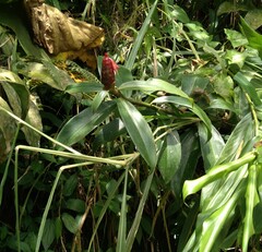 Costus spiralis