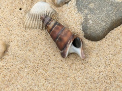 Pyrazus ebeninus