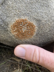 Polycauliona ludificans