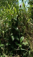 Costus spiralis