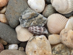 Batillaria australis