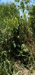 Costus spiralis