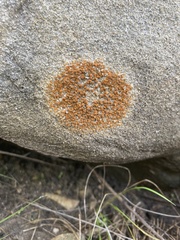 Polycauliona ludificans