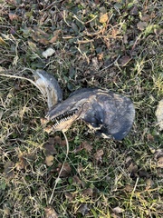 Oncorhynchus tshawytscha