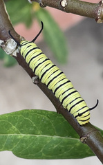 Danaus erippus