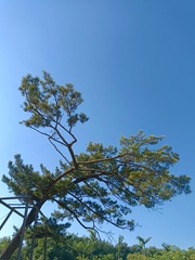 Pinus luchuensis