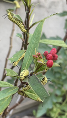 Danaus erippus