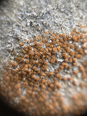 Polycauliona ludificans