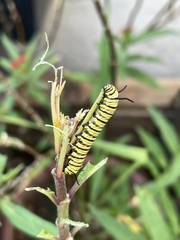 Danaus erippus