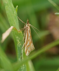 Hednota pleniferellus