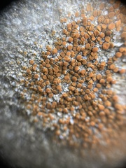 Polycauliona ludificans