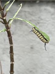 Danaus erippus
