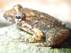 Limnonectes kohchangae