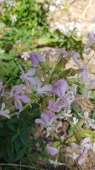 Saponaria