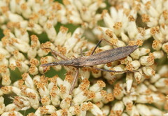 Dicrotelus prolixus