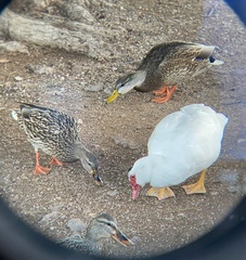 Anas diazi × platyrhynchos
