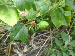 Passiflora herbertiana herbertiana