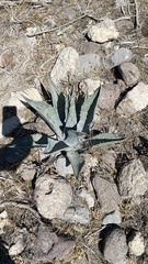Agave salmiana