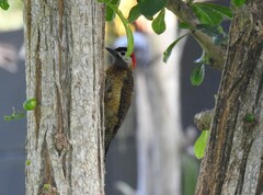 Colaptes punctigula