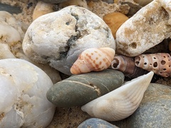 Agnewia tritoniformis