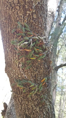 Dendrobium cucumerinum