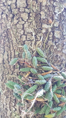 Dendrobium cucumerinum