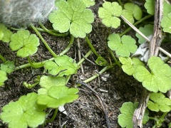 Hydrocotyle heteromeria
