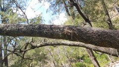 Dendrobium cucumerinum