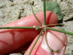 Eriogonum deflexum deflexum