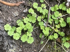 Hydrocotyle heteromeria