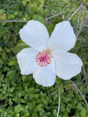 Hibiscus arnottianus