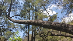 Dendrobium cucumerinum