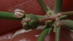 Eriogonum deflexum deflexum