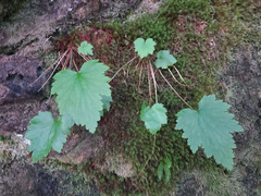 Heuchera glabra