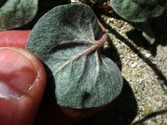 Eriogonum deflexum deflexum