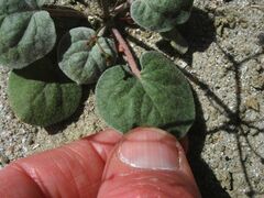 Eriogonum deflexum deflexum