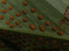 Niphidium crassifolium