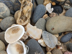 Phalium bandatum
