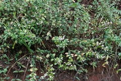 Clinopodium carolinianum