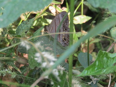 Magneuptychia