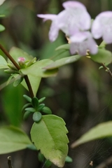 Clinopodium carolinianum