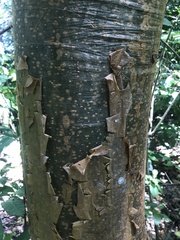 Burseraceae