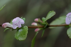 Clinopodium carolinianum