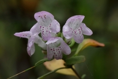 Clinopodium carolinianum