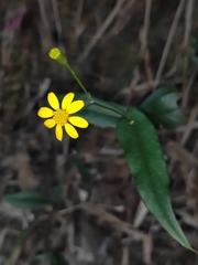 Senecio stauntonii