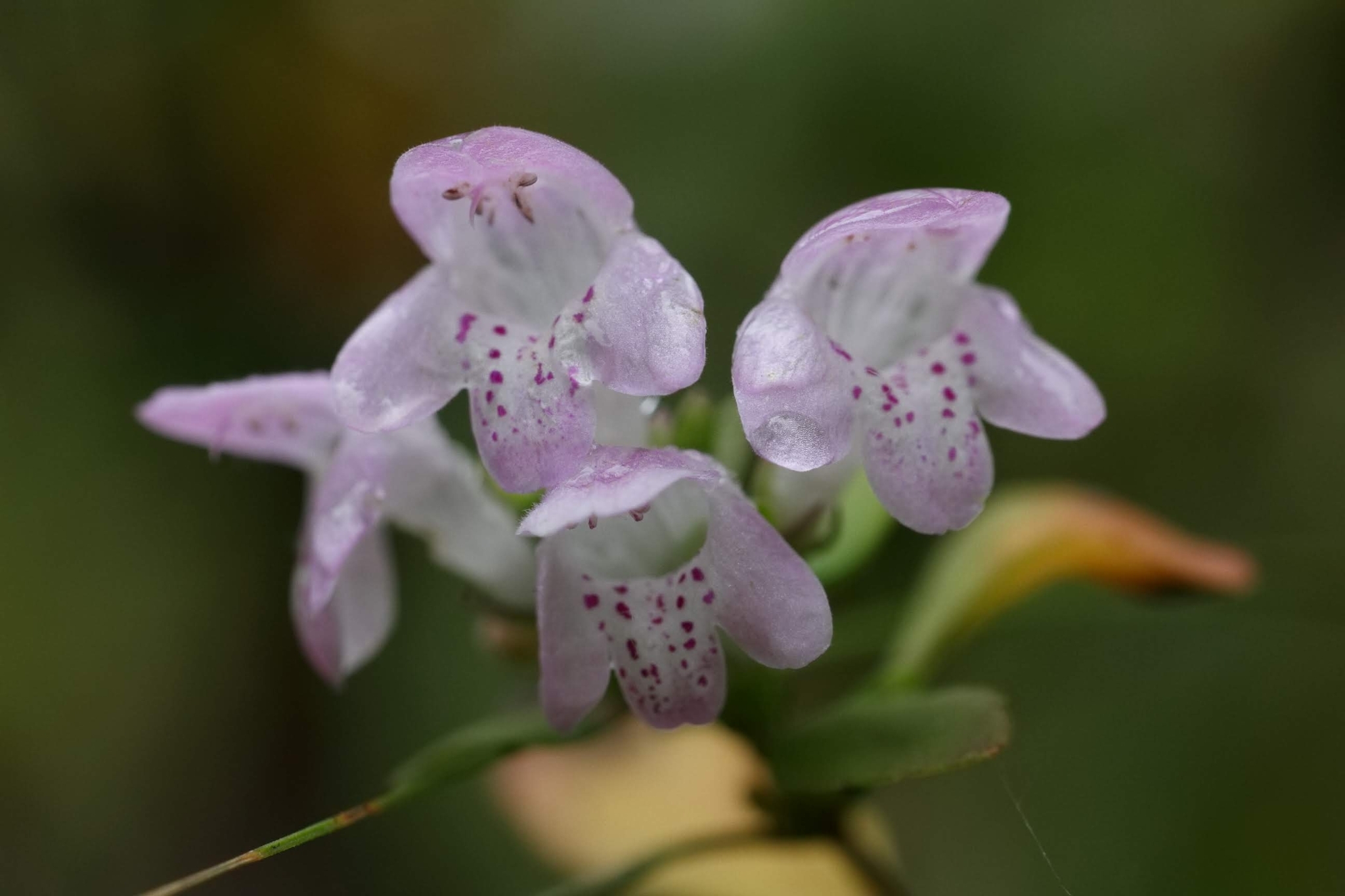 Clinopodium carolinianum