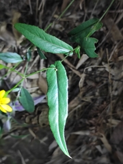 Senecio stauntonii