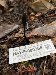 Trichoglossum