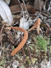Pyrrosia lingua