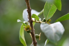 Psidium guyanense